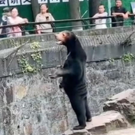 Ζωολογικός κήπος Hangzhou: Οι αρκούδες είναι πραγματικές, όχι μεταμφιεσμένοι άνθρωποι