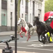 Σε σοβαρή κατάσταση τα δυο άλογα που κάλπαζαν ανεξέλεγκτα στο Λονδίνο