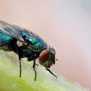 Συναγερμός για τη μύγα Tau: Μολύνει φρούτα και λαχανικά - Σε καραντίνα περιοχή του Λος Άντζελες