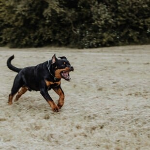 ΡΟΤΒΑΙΛΕΡ ΕΠΙΘΕΣΗ