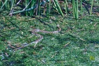 Λιμνόφιδο: Το φίδι της Κρήτης που προσποιείται το νεκρό για να γλιτώσει από τους κινδύνους