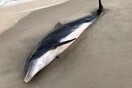 Σκότωσαν δελφίνια στη Φλόριντα - 20.000 δολάρια αμοιβή σε όποιον οδηγήσει στους δράστες