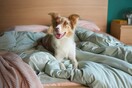 Πώς μπορείτε να βοηθήσετε 30 αδέσποτα σκυλάκια να βρουν το δικό τους σπίτι