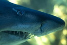Δεκάδες καρχαρίες σε παραλία της Φλόριντα - Το βίντεο σέρφερ στο Instagram