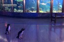 Ενυδρείο έκλεισε λόγω κορωνοϊού και άφησε ελεύθερους τους πιγκουίνους να κάνουν βόλτα