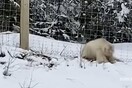 Ο «μονόκερος» των αρκούδων: Σπάνια λευκή γκρίζλι εθεάθη στα Βραχώδη Όρη