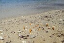 Weswim: Κολυμβητές καθαρίζουν τις παραλίες από αποτσίγαρα