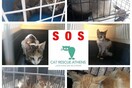 20 πυρόπληκτες γάτες της Κινέτας που χρειάζονται άμεσα βοήθεια