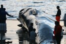 Ισλανδοί σκοτώνουν φάλαινες υπό εξαφάνιση - Διεθνής κατακραυγή