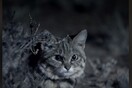 Gyra: Αυτή είναι η πιο φονική γάτα του κόσμου