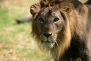 Μια ανησυχητική ασθένεια σκότωσε μέσα σε τρεις εβδομάδες 21 από τα λίγα ασιατικά λιοντάρια που έχουν απομείνει