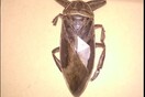 Σαρκοφάγο έντομο γίγας εμφανίστηκε στη Λαμία