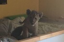 Μωρό λιοντάρι βρέθηκε σε διαμέρισμα στο Παρίσι- Το είχαν μέσα σε παιδικό κρεβάτι