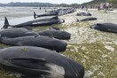 Εκατοντάδες φάλαινες εξόκειλαν σε ακτή της Νέας Ζηλανδίας - Αγώνας για να σωθούν όσες παραμένουν ζωντανές