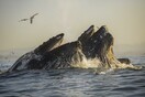 Ο Τραμπ δίνει έγκριση για τεράστιες εκρήξεις στους ωκεανούς ακόμη και αν βλάψουν χιλιάδες φάλαινες και δελφίνια