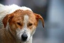 Φιλόζωη κινδυνεύει να φυλακιστεί επειδή τάιζε αδέσποτα σκυλιά