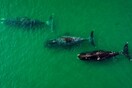Φαλαινοθηρία: Η Ιαπωνία ξεκινά το κυνήγι φαλαινών για εμπορικούς σκοπούς τον Ιούλιο