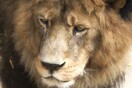 Μια 22χρονη κατασπαράχθηκε από λιοντάρι σε καταφύγιο ζώων στις ΗΠΑ