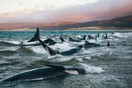 «Δεν θα ξεχάσω ποτέ τις κραυγές τους»: Η συγκλονιστική μαρτυρία της γυναίκας που είδε 145 μαυροδέλφινα να αργοπεθαίνουν