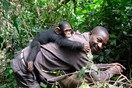 O άντρας που έγινε η πιο στοργική «μαμά» για δεκάδες ορφανούς χιμπατζήδες