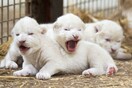 Ενθουσιασμός για τα σπάνια πεντάδυμα λευκά λιοντάρια που γεννήθηκαν σε ζωολογικό κήπο της Τσεχίας