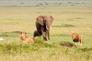 Λαθροκυνηγός ποδοπατήθηκε από ελέφαντα και κατασπαράχθηκε από λιοντάρια