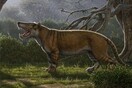 Απολιθώματα «γιγαντιαίου προϊστορικού λιονταριού» βρέθηκαν στα συρτάρια μουσείου