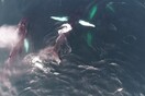Δελφίνια παίζουν με φάλαινες στις ιρλανδικές ακτές