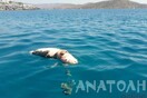 Σκότωσαν φώκια στην Κρήτη - Την βρήκαν με σχοινί και πέτρες στο λαιμό