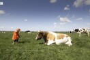 Αγκαλιάζοντας αγελάδες: Μια ασυνήθιστη «θεραπευτική» τάση κερδίζει έδαφος στην Ολλανδία