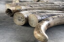 Μειώθηκε το παράνομο εμπόριο ελεφαντόδοντου, αυξήθηκε όμως εκείνο του παγκολίνου