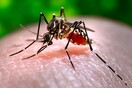ΙΣΑ: Ανησυχία για τον ιό του Δυτικού Νείλου - Προσοχή στα ατομικά μέσα προστασίας