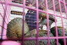 To Βιετνάμ απαγόρευσε το εμπόριο άγριων ζώων για να περιορίσει τις επιδημίες