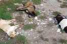 Φλώρινα: Μαζική δηλητηρίαση σκύλων από φόλες καταγγέλλει ο «Αρκτούρος»