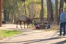 Βίντεο καταγράφει μεγάλο ελάφι να επιτίθεται σε ανθρώπους στο Κολοράντο