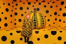 Η Yayoi Kusama ζωγραφίζει μέσα στην ψυχιατρική κλινική όπου ζει εθελοντικά από το 1977