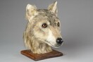 Επιστήμονες αναδημιουργούν το κεφάλι σκύλου που έζησε στη νεολιθική εποχή