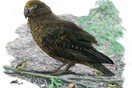 «Ηρακλής ο Απρόσμενος» - Βρέθηκε το απολίθωμα του μεγαλύτερου παπαγάλου που έζησε στη Γη