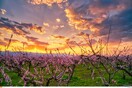 Οι ανθισμένες ροδακινιές της Βέροιας - Το ασταμάτητο ξύπνημα της φύσης σε ανακουφιστικά όμορφες εικόνες