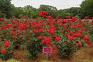Ιαπωνία: Μετά τις τουλίπες, την πλήρωσαν και τα τριαντάφυλλα- Έκοψαν χιλιάδες, για να αποτρέψουν τις συναθροίσεις