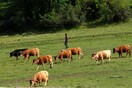 Τρίκαλα: Ο πλούτος των ελληνικών λιβαδιών