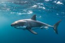 Αυστραλία: Σέρφερ δέχθηκε επίθεση από καρχαρία και γύρισε μόνος του στην ακτή για βοήθεια