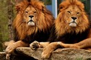 Βαρκελώνη: Τέσσερα λιοντάρια εντοπίστηκαν θετικά στον κορωνοϊό