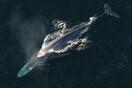 Παταγονία: Σε κίνδυνο οι μπλε φάλαινες από συγκρούσεις με πλοία
