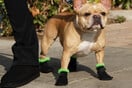 Η UGG κυκλοφόρησε μποτάκια για σκύλους