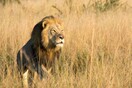 Επαγγελματίες κυνηγοί σκότωσαν τον μεγαλύτερο γιο του λιονταριού Cecil