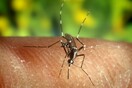Επιστήμονες ανακάλυψαν για πρώτη φορά πως τα κουνούπια μεταφέρουν πλαστικό στην τροφική αλυσίδα