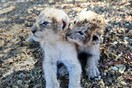 Αυτά τα δύο νεογέννητα λιοντάρια είναι τα πρώτα στον κόσμο που γεννήθηκαν με τεχνητή σπερματέγχυση