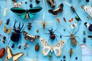 Η εξαφάνιση των εντόμων είναι η καταστροφή της ζωής – Και αυτός είναι ο λόγος