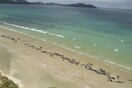 Γέμισε νεκρά μαυροδέλφινα ακτή στη Νέα Ζηλανδία